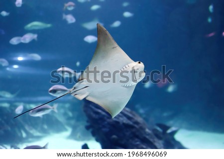 Impressive stingray fish showing its mouth arranged near its stomach of the genus Rhinoptera commonly known as the cownose rays of the family Rhinopteridae. Royalty-Free Stock Photo #1968496069