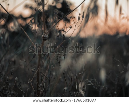 Silhouettes of flowers at sunset with dark and spooky style.