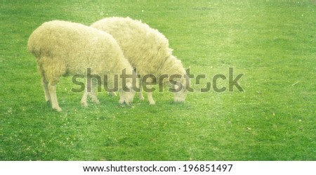 a photo of sheep in green field farm