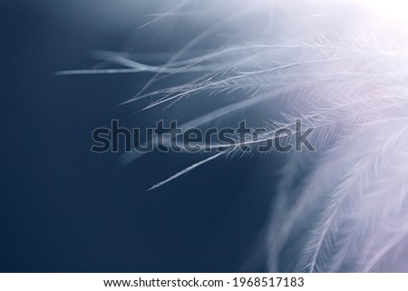 Soft White Feather on Deep Blue Background Macro