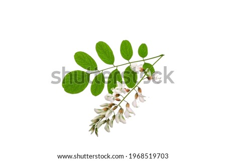 Green leaves and flowers of acacia plant isolated on white background.High resolution photo