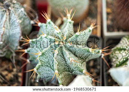 Exotic desert plants. Cactus. Background, banner