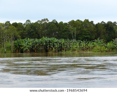 Due to the flooding of the Amazon River, the banana plantation is under water, Amazon, Brazi