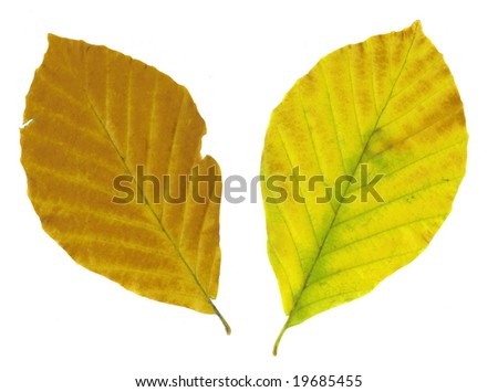 Maple leaves over white background