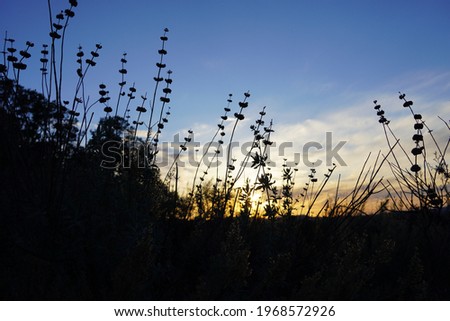 Wildflowers in silhouette in Santa Monica Mountains near Woodland Hills, California