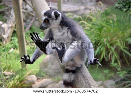 Photography of a lemur sitting on a log and looking down attentive