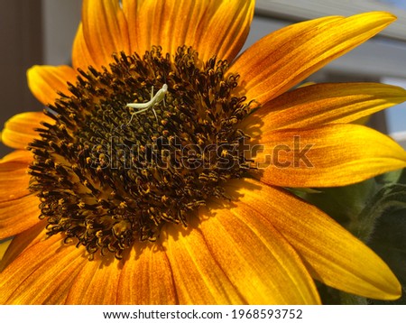 Praying mantis sitting on a sunflower in the garden