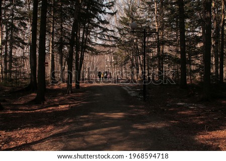 road in the forest with trees, spring. Brown tree trunks in the forest