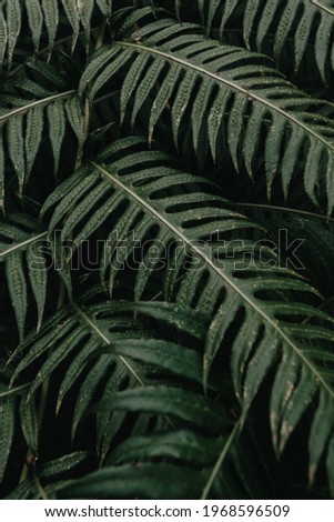 Super moody background of some green leaves with dark tones and hard shadows with copy space