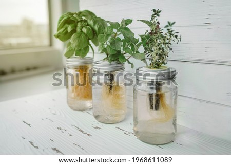Hydroponics DIY gardening. Fresh herbs harvest at kitchen countertop by the window for sunlight. Genovese basil, mint, thyme in hydroponic kratky method jars. Royalty-Free Stock Photo #1968611089