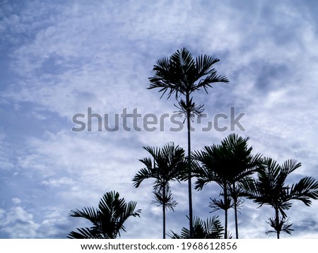 Silhouette Cyrtostachys renda tree on sky background.