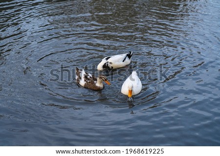 ducks swim on the water top view