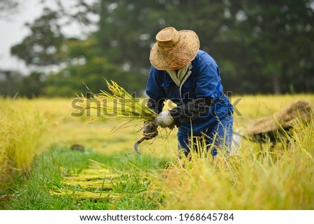 A Japanese farmer wearing a blue dress and a wicker hat, harvesting rice in a field, rice plants in golden yellow in rural Niigata Prefecture, Japan. Royalty-Free Stock Photo #1968645784