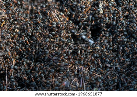 A large number of ants in the anthill build their dwelling