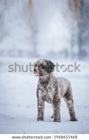 Beautiful spanish water dog outside at winter. Snowshorm outside and pet.