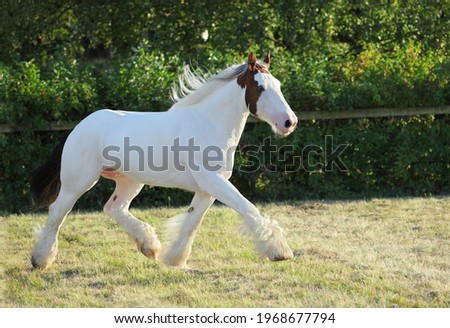 American Paint Horse stallion galloping in paddock at dusk Royalty-Free Stock Photo #1968677794