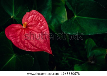 red heart shaped flower, close-up on anthurium flower plant, exotic flamingo flower Royalty-Free Stock Photo #1968680578
