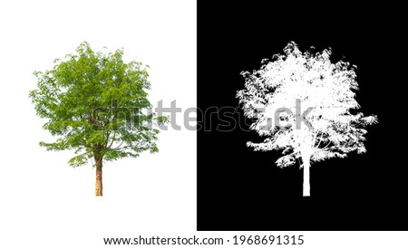 tree isolated on white background with clipping path and alpha channel