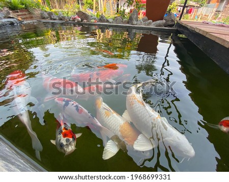 Burred Japan Koi fish or Fancy Carp swimming in pond. Popular pets for Asian people relaxation and feng shui meaning good luck