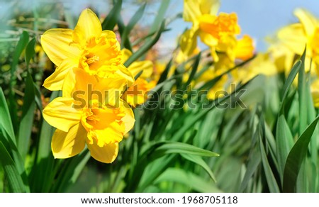 beautiful yellow daffodil flowers in sunny garden. spring season. blossom narcissus flowers, green natural abstract background