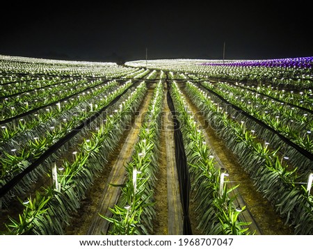 Aerial photography of dragon fruit fields in the outskirts of Guangxi, China at night