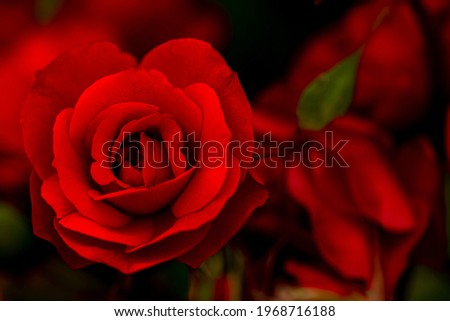 Red rose close-up. Vintage style image
