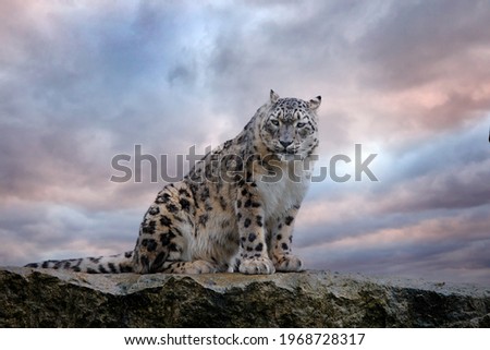 Snow leopard with long taill, sitting in nature stone rocky mountain habitat, Spiti Valley, Himalayas in India. Snow leopard Panthera uncia in the rock habitat, wildlife nature. Close-up wide angle.  Royalty-Free Stock Photo #1968728317