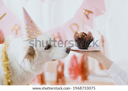 Dog birthday party. Cute dog in pink party hat and with birthday cupcake with candle sitting on background of pink garland and decorations in festive room. Adorable white swiss shepherd dog