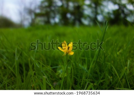 Meadow Buttercup (Ranunculus acris) flower isolated on a natural green background