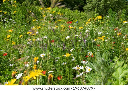Blooming flower meadow with bee-friendly plants in May. A beautiful strip of flowers to promote local biodiversity. Royalty-Free Stock Photo #1968740797