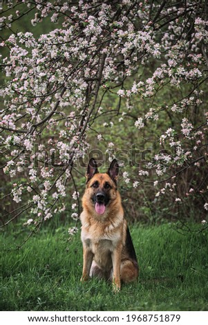 German Shepherd black and red color and blooming gardens. Portrait of domestic dog in luxurious white and pink flowers blooming in spring on fruit trees. Cherry blossoms and apple trees.