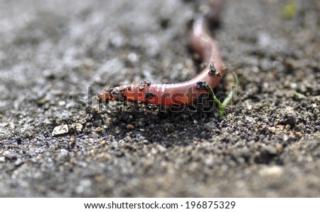 Earthworm on the ground. macro