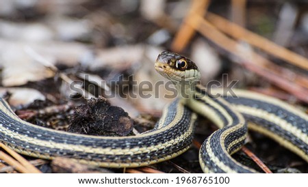Snake in Sam Houston Jones State Park Royalty-Free Stock Photo #1968765100