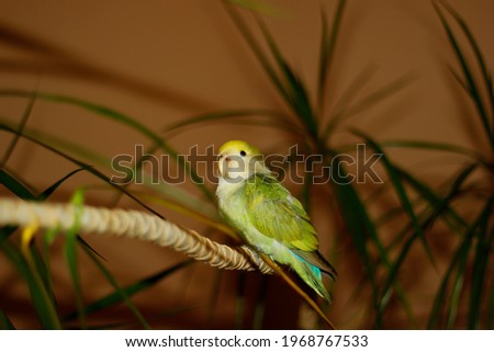 Love parrot on flowers in home environment