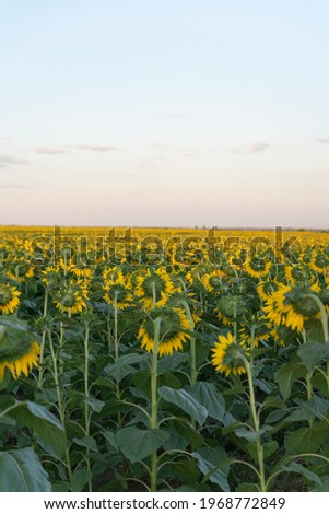 Sunflowers field at sunset background. Agriculture. Vertical frame.