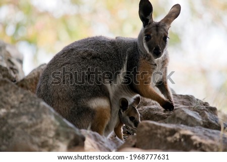 the yellow footed rock wallaby is grey, white and tan marsupial with black paws and a long tail