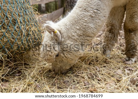 Close-up of cute white alpaca grazing