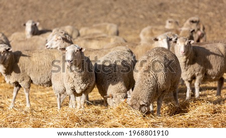 A flock of sheep feeding in a paddock in  Normanville south australia on may 3rd 2021