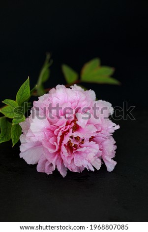 Beautiful pink peony flower with water drops isolated on dark background. Copy space
