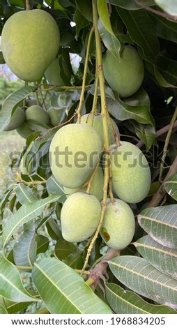 Mango fist picture  Thai mango, full fruit, used for background