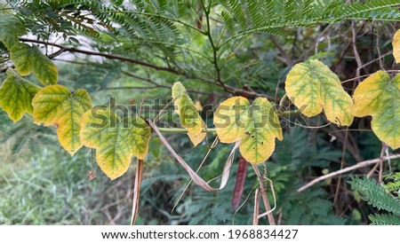 The picture of the old gourd leaves in yellow waiting for the time to fall for a new one.  Used for background