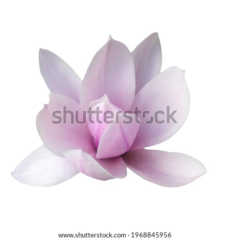 Macro photo blooming magnolia on a white isolated background