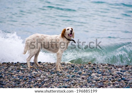 Spaniel dog waitnig on the sea shore