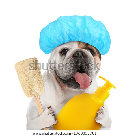 Cute funny dog with shower cap and different accessories for bathing on white background Royalty-Free Stock Photo #1968855781