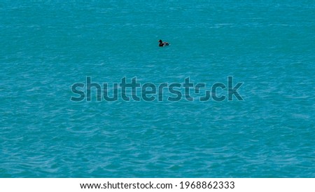 A lonely duck in the middle of the lake
