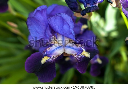 Violet iris close up view on a meadow