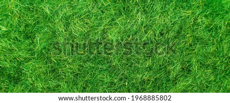 the Green grass background. lawn desktop nature pattern. banner
