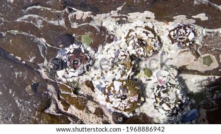 water plants and shells in the water