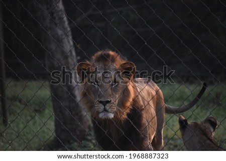 beautiful male Asiatic lion Panthera leo leo in jungle forest looking standing