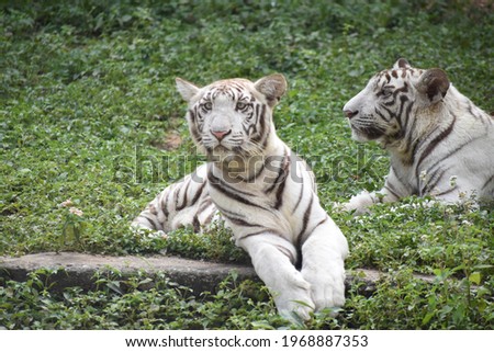 beautiful young juvenile bleached white tiger lying sitting in grass land field
